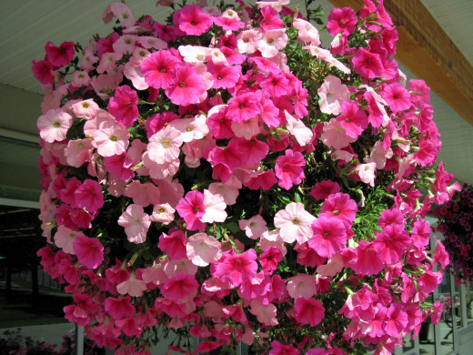 1078473 (a): :2560x1920